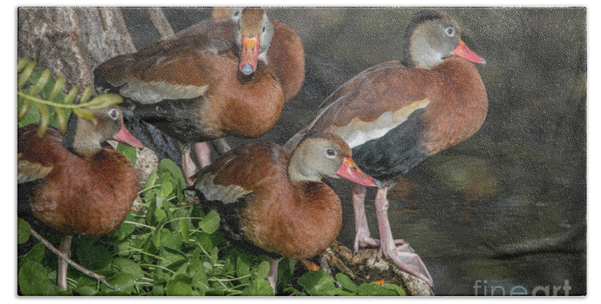 Duck Bath Towel featuring the photograph Juvenile Whistling Ducks by Tom Claud