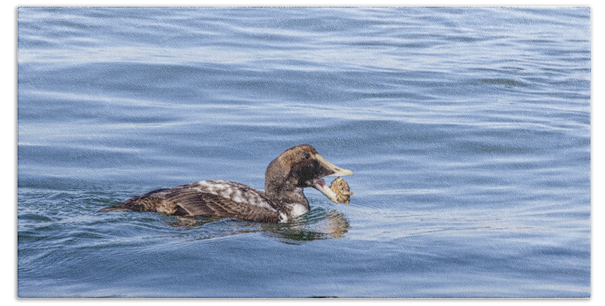 Duck Hand Towel featuring the photograph King Eider Feeding by Susan Candelario