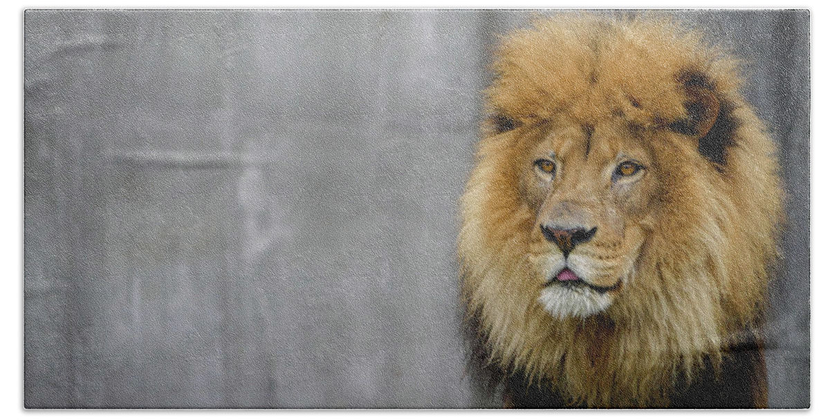 Lion Hand Towel featuring the photograph King of the Cats by Lara Morrison