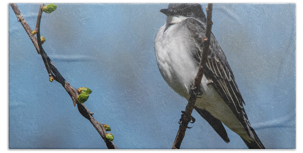 Avian Hand Towel featuring the photograph Kingbird in Spring by Cathy Kovarik