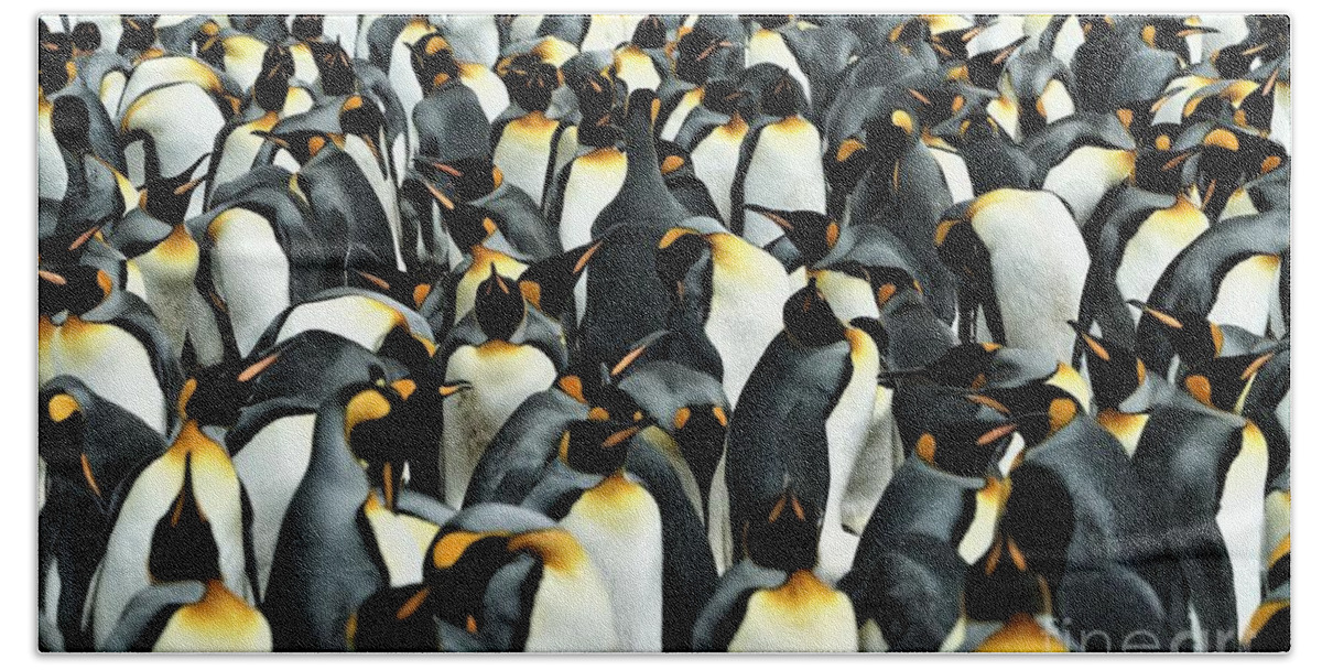 Penguins Bath Towel featuring the photograph Kings of the Falklands by Darcy Dietrich