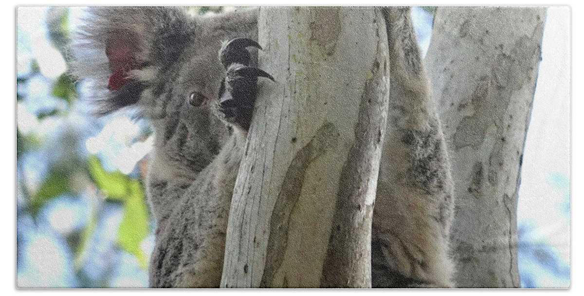 Animals Bath Towel featuring the photograph Koala Peeking by Maryse Jansen