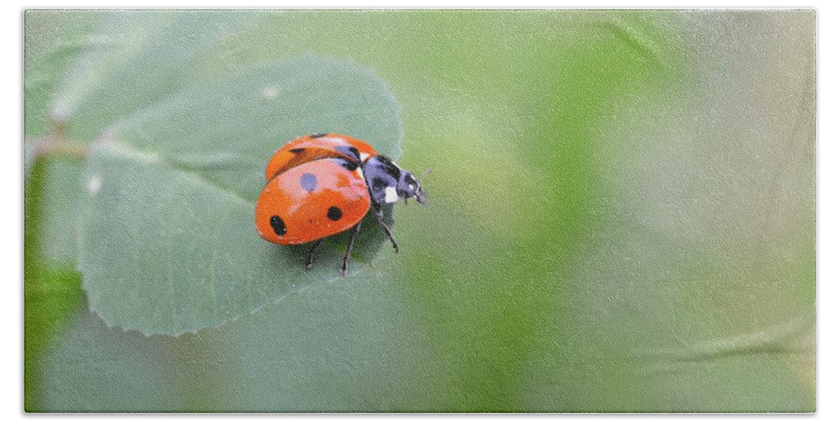 Lady Bug Bath Towel featuring the photograph Lady Bug 2 by Amy Fose