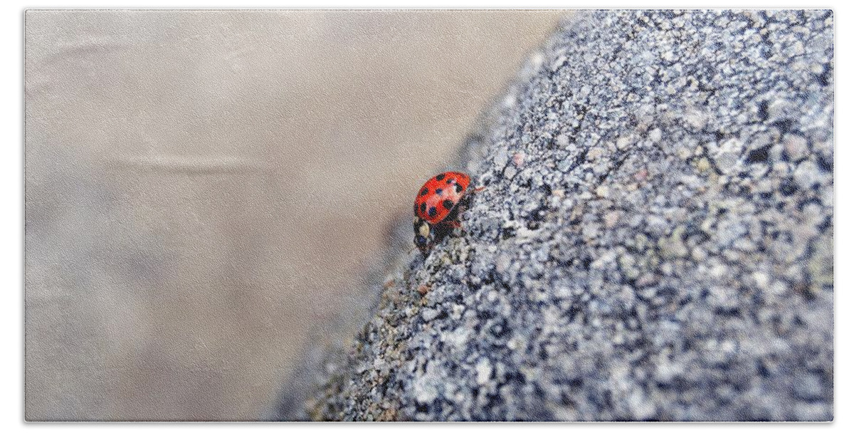 Ladybugs Hand Towel featuring the photograph Ladybug by Thomas Schroeder