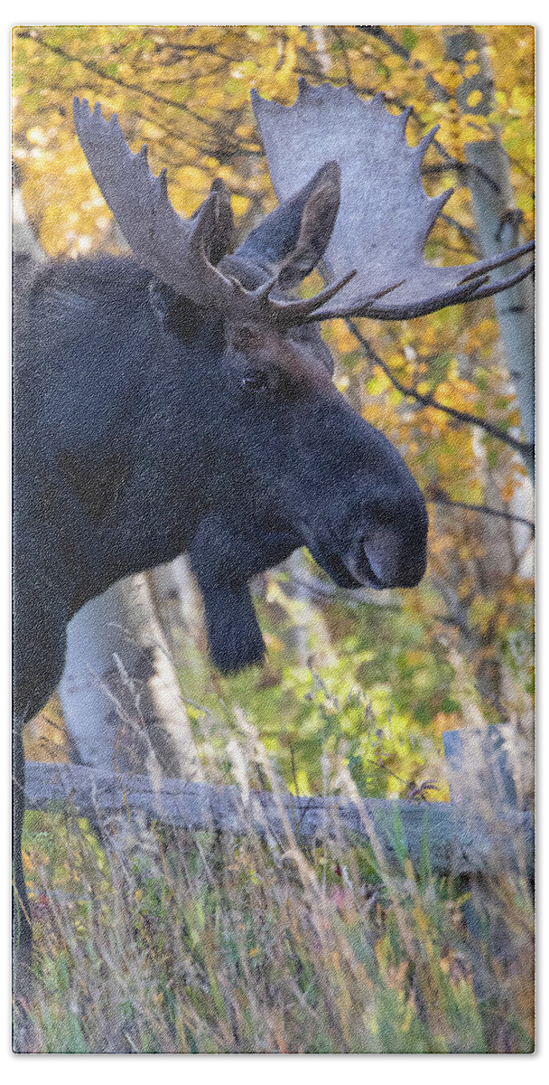 Bull Moose In Autumn Aspens Bath Towel featuring the photograph Large Bull Moose In Autumn Foliage by Dan Sproul