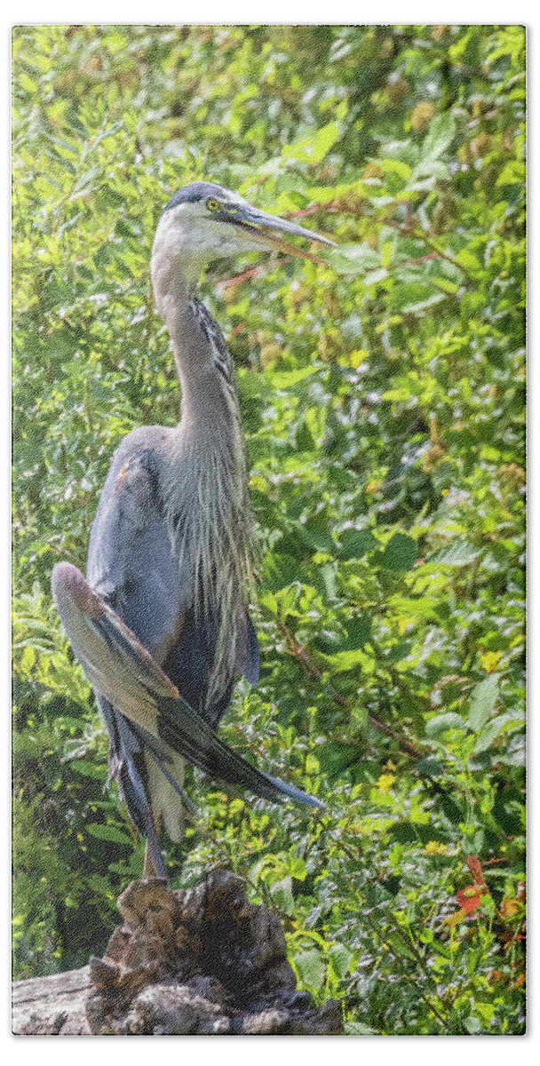 Great Blue Heron Hand Towel featuring the photograph Large Great Blue Heron with a Full Craw, No. 1 by Belinda Greb