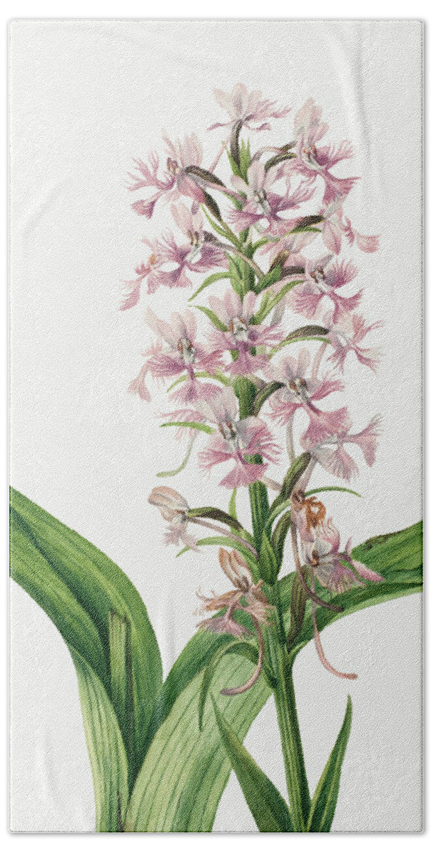 Purple Bath Towel featuring the painting Large Purple Fringe Orchid by Mary Vaux Walcott. by World Art Collective