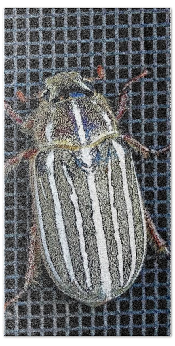 Insect Bath Towel featuring the photograph Large Watermealon Beetle by David Desautel