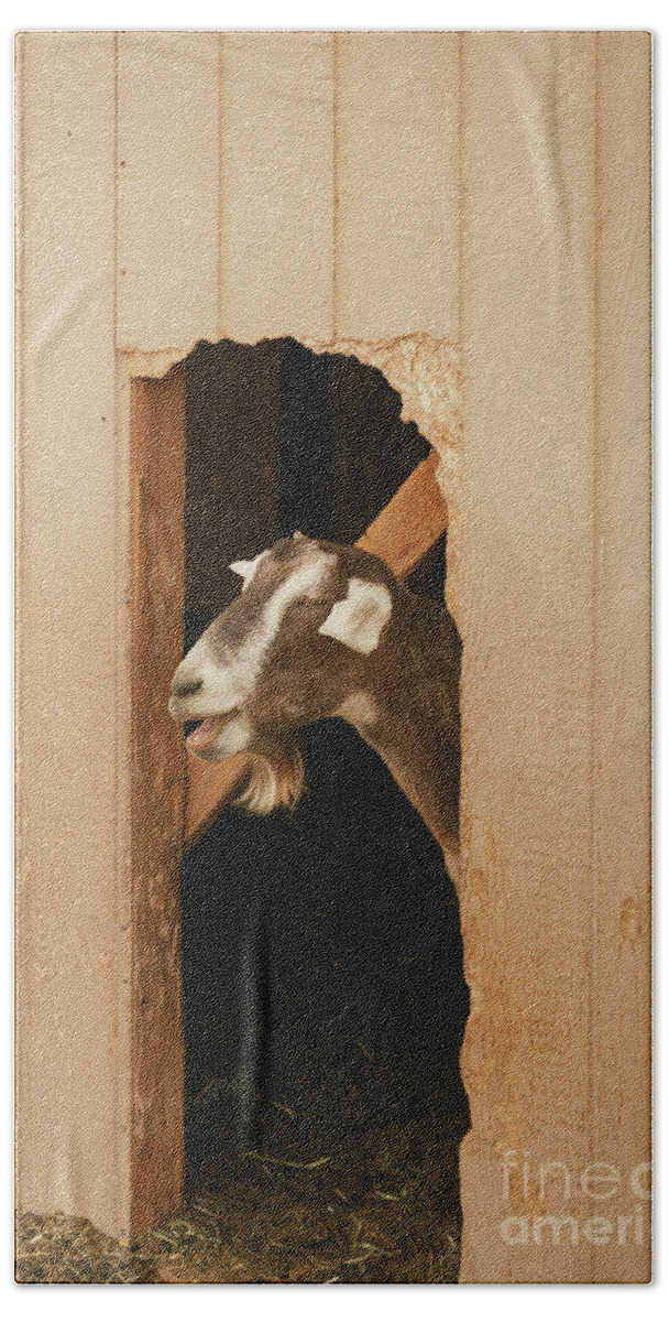 Goat Bath Towel featuring the photograph Laughing Goat by Ana V Ramirez