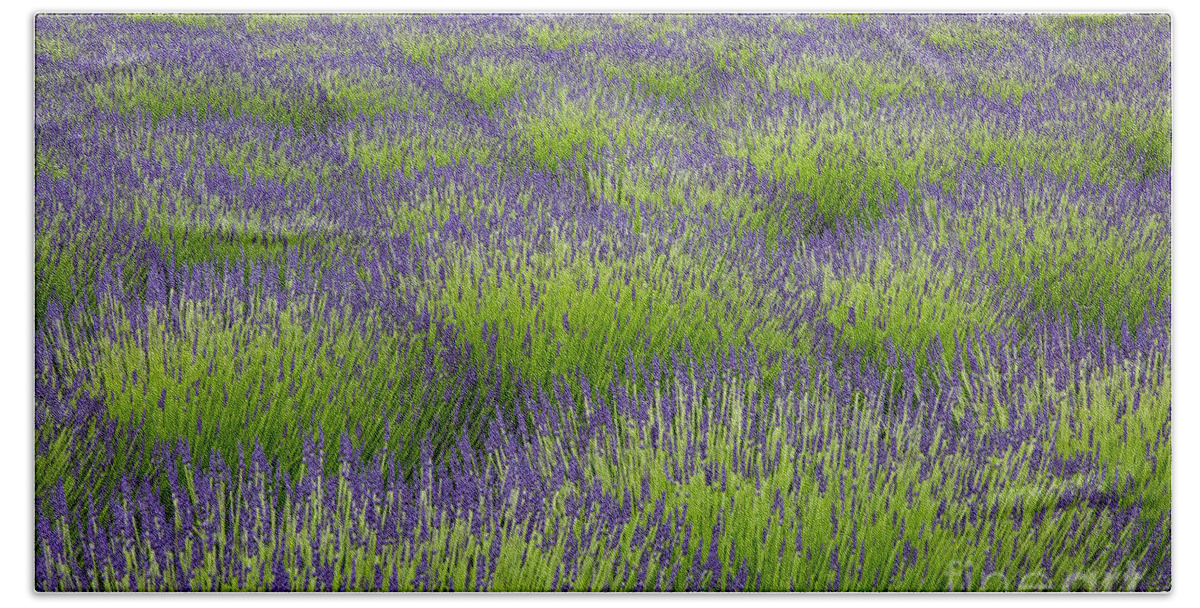 Photography Bath Towel featuring the photograph Lavender Fields Forever by Erin Marie Davis