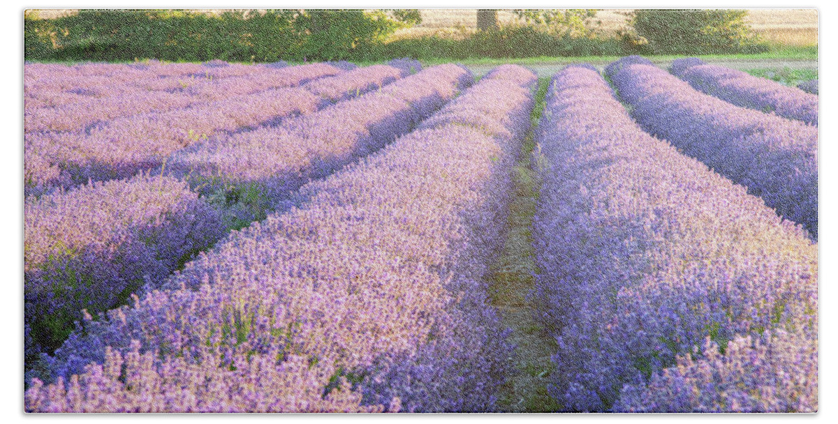 Lavender Bath Towel featuring the photograph Lavender fields by Ian Middleton