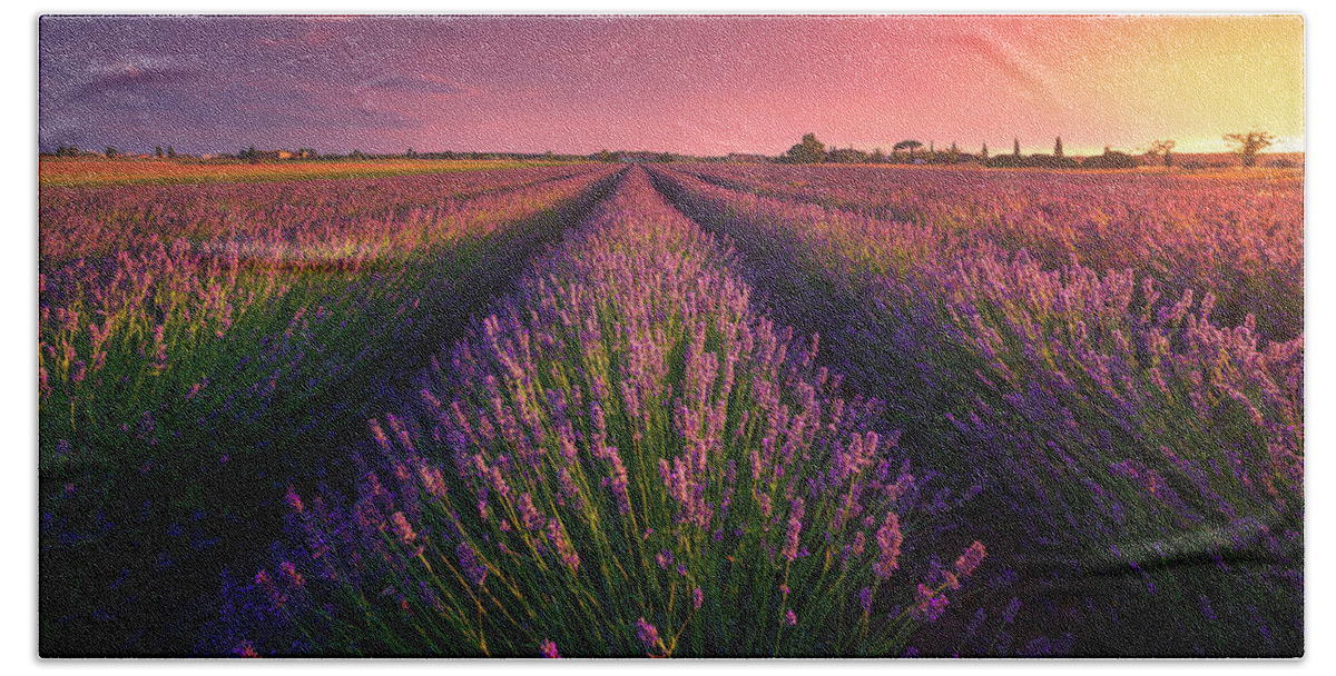 Lavender Bath Towel featuring the photograph Lavender flowers fields and beautiful sunset. Cecina, Tuscany by Stefano Orazzini