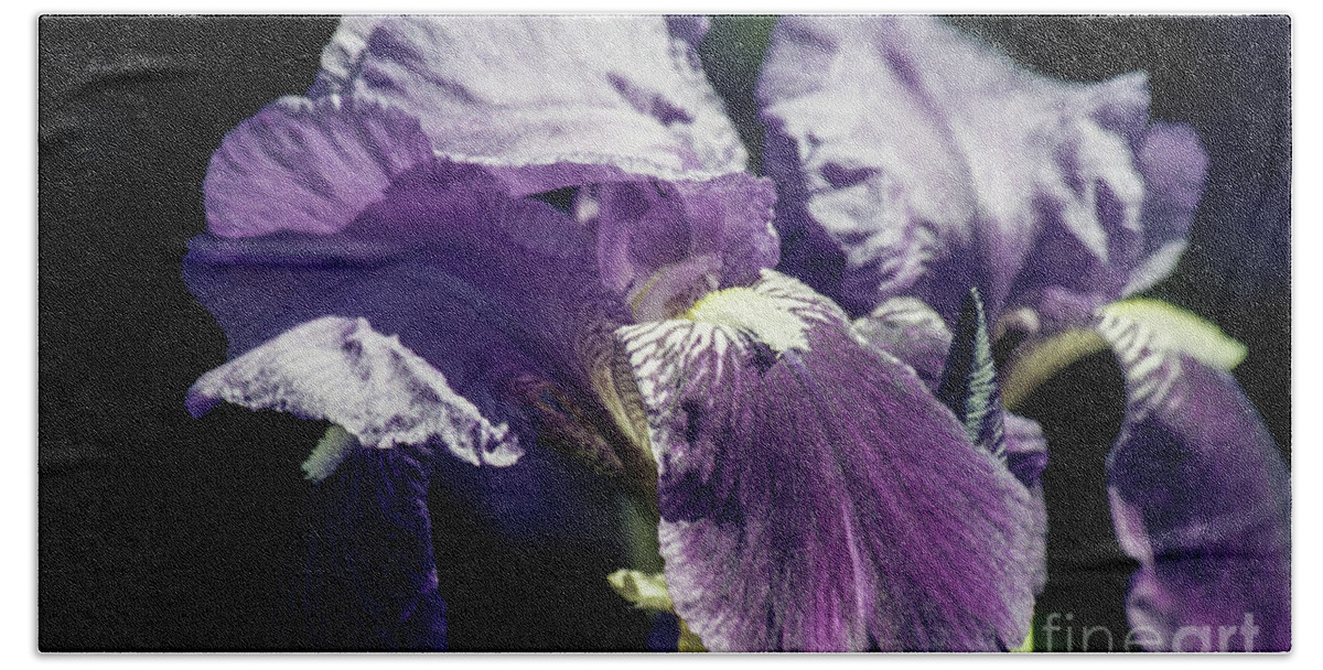 Iris Bath Towel featuring the photograph Lavender in Horizontal Format by Kathy McClure