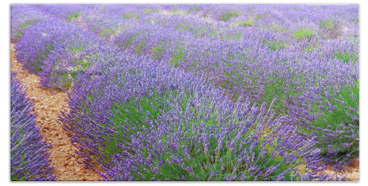 Lavender Bath Towel featuring the photograph Lavender summer field by Anastasy Yarmolovich