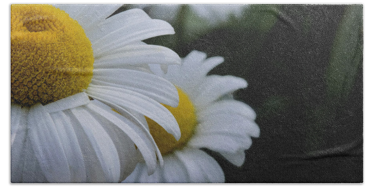 Daisy Hand Towel featuring the photograph Lazy Daisies by Jim Signorelli