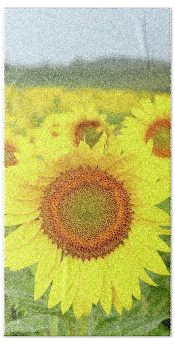 Sunflower Bath Towel featuring the photograph Leader Of The Pack by Lens Art Photography By Larry Trager