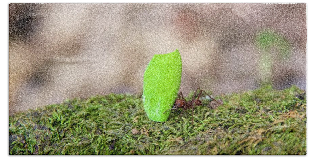 Ant Hand Towel featuring the photograph Leaf Cutter Ant by Sean Hannon