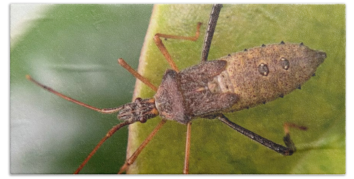 Insect Bath Towel featuring the photograph Leaf Footed Bug on Magnolia by Catherine Wilson