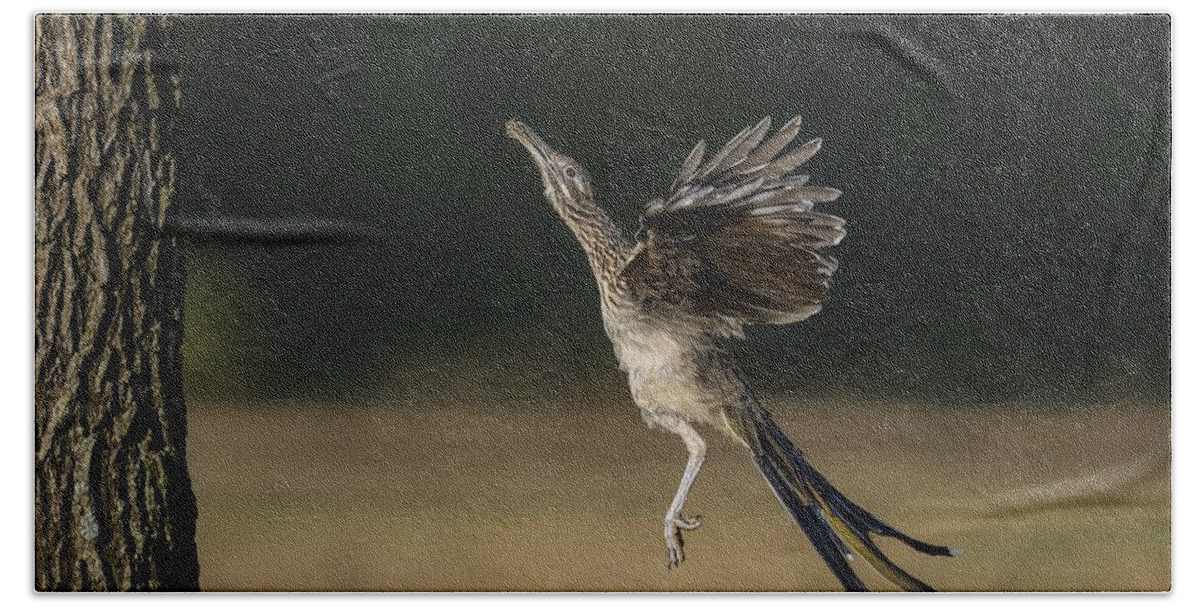 Greater Roadrunner Bath Towel featuring the photograph Leaping to feed by Puttaswamy Ravishankar