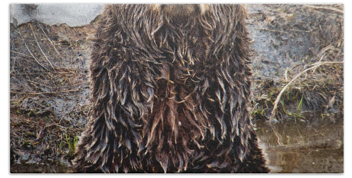 Nature Hand Towel featuring the photograph Leave Me Alone Grizzly by Judy Cuddehe