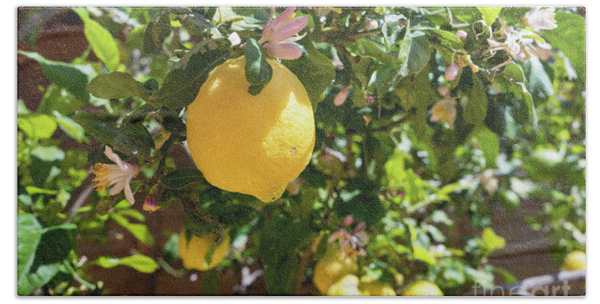 Lemon Tree Bath Towel featuring the photograph Blooming lemon tree in the Mediterranean garden by Adriana Mueller