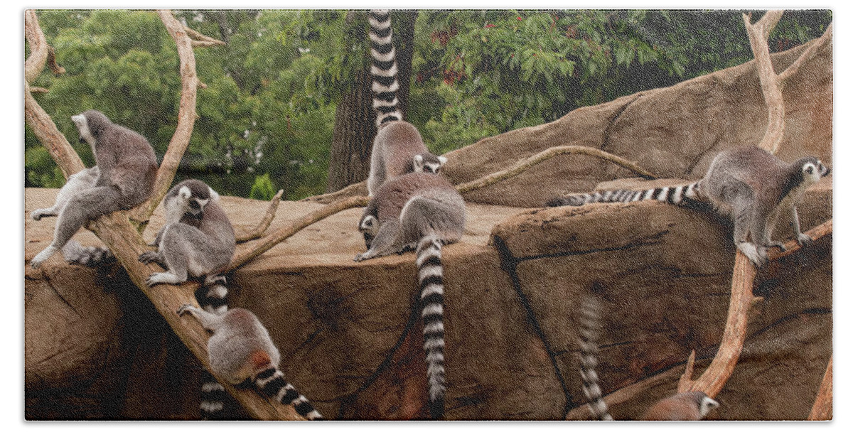 Lemurs Bath Towel featuring the photograph Lemurs Frolicking 001 by Flees Photos