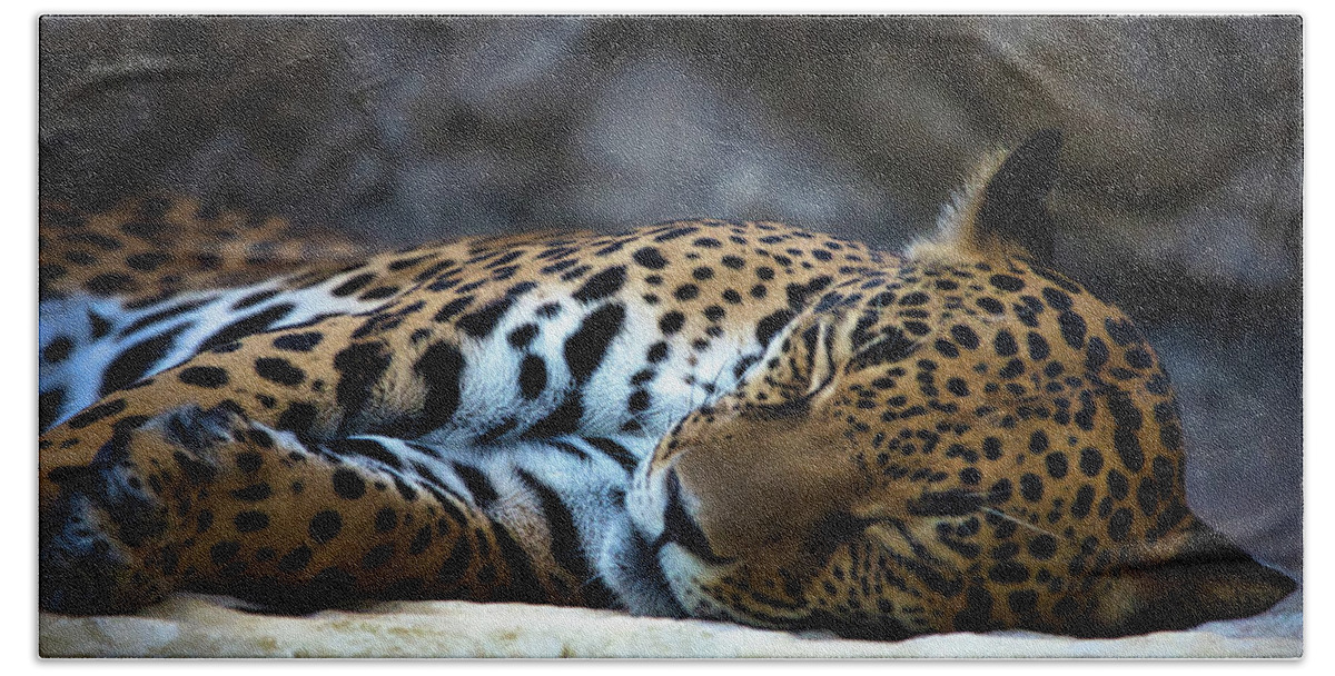 Animal Bath Towel featuring the photograph Leopard Sleeping by Rene Vasquez
