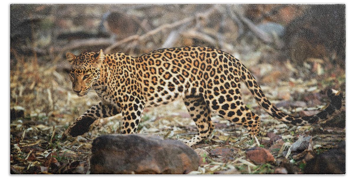 Leopard, Wildlife, Animal Bath Towel by Amit Rane - Pixels