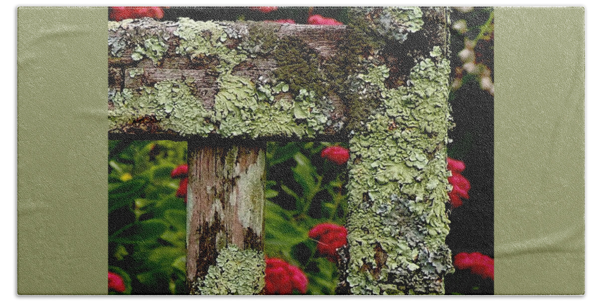 Lichen Bath Towel featuring the photograph Keeping Company With Lichen by Alida M Haslett