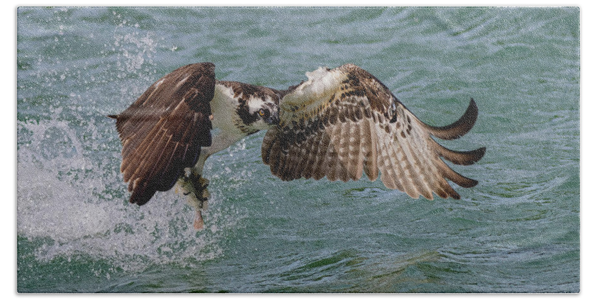 Osprey Bath Towel featuring the photograph Lift Objective by RD Allen