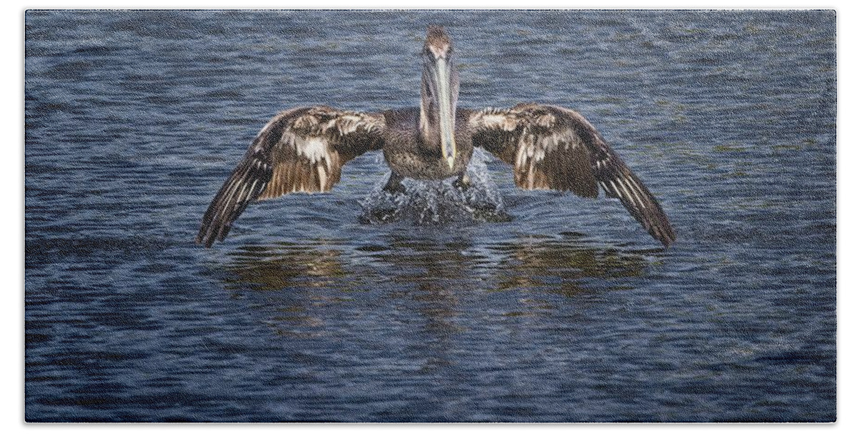 Brown Pelican Bath Towel featuring the photograph Liftoff by Ronald Lutz