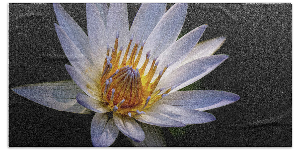 Flower Hand Towel featuring the photograph Light my life by Les Greenwood