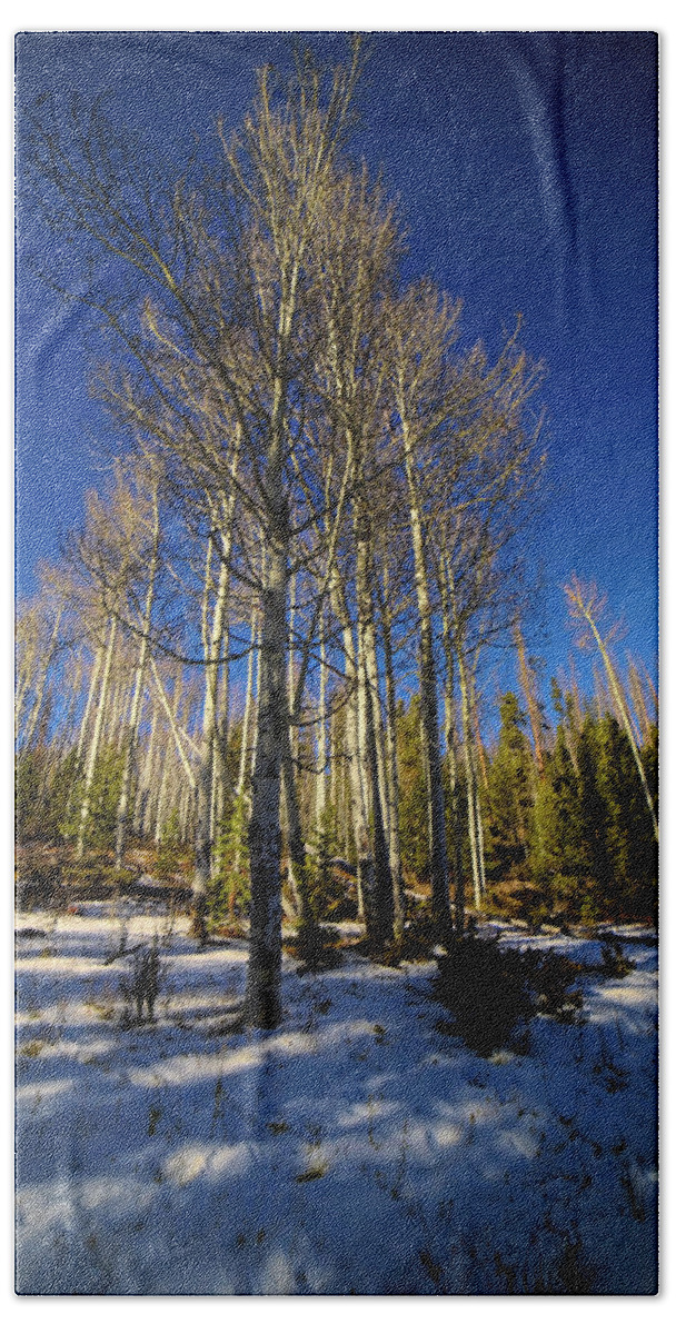 Colorado Aspens Bath Towel featuring the photograph Light Through The Forest by Cathy Anderson
