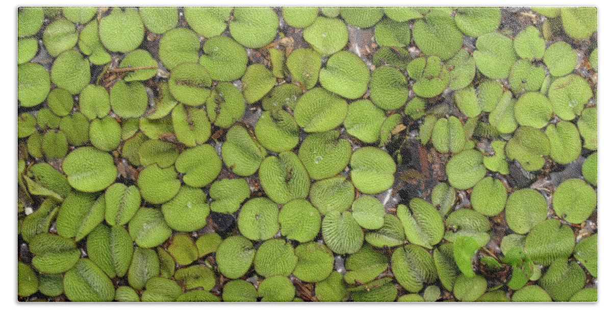 Lily Pads Bath Towel featuring the photograph Lily Pads in Marsh on Lake Catemaco by Lorena Cassady