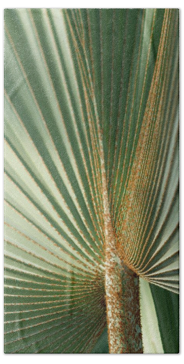 Bismark Bath Towel featuring the photograph Lines of a Palm Frond by Liza Eckardt