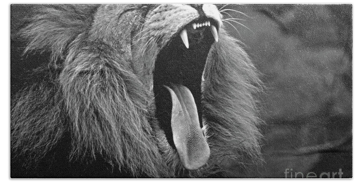 Lion Hand Towel featuring the photograph Lion Roaring by Doc Braham