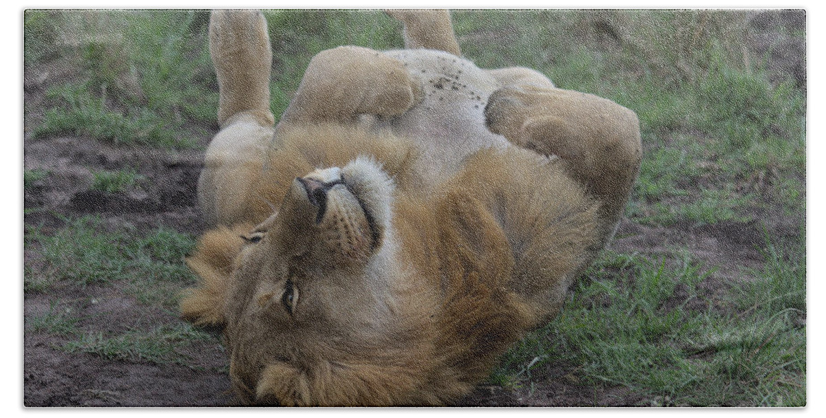 Lion Bath Towel featuring the photograph Lion rolls over in Masai Mara, Kenya by Nirav Shah