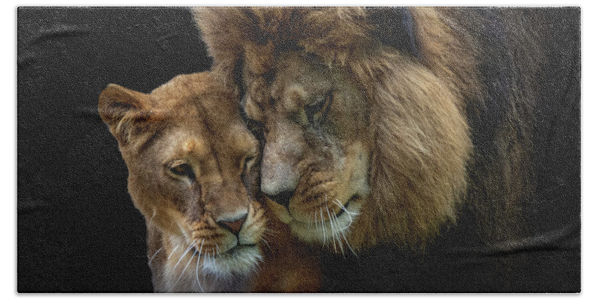 Lions Bath Towel featuring the photograph Lion romance by Gareth Parkes