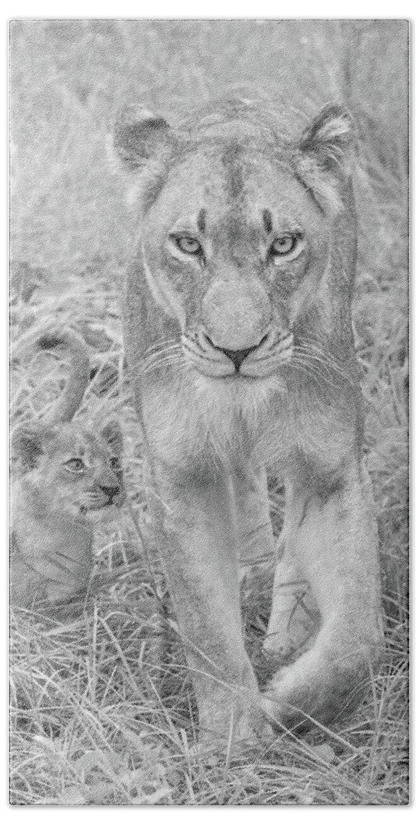 Lioness Bath Towel featuring the photograph Lioness and Cub Walking by Rebecca Herranen
