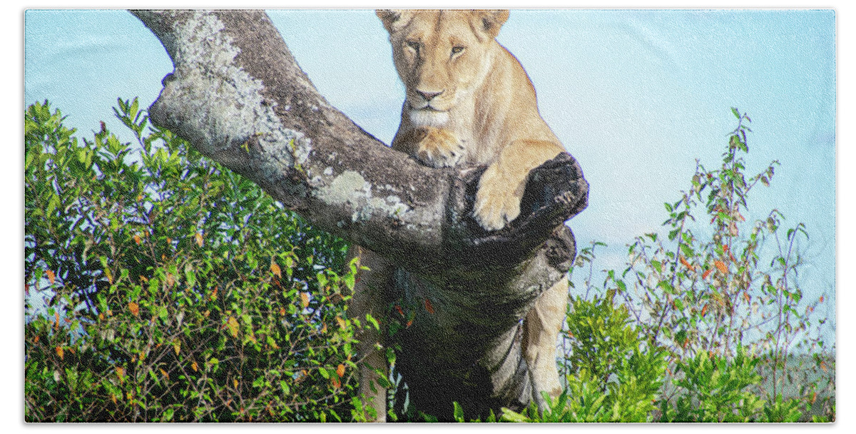 Lioness Hand Towel featuring the photograph Lioness on the lookout by Gareth Parkes