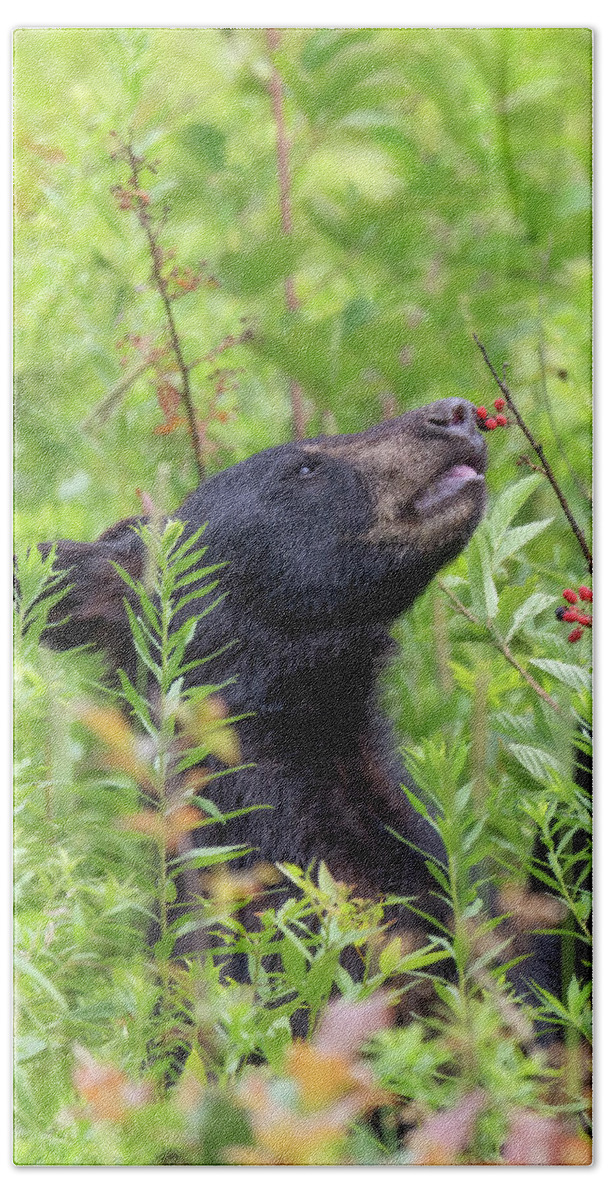 Black Bear Hand Towel featuring the photograph Little Berry Eater - Black Bear Yearling by Susan Rissi Tregoning