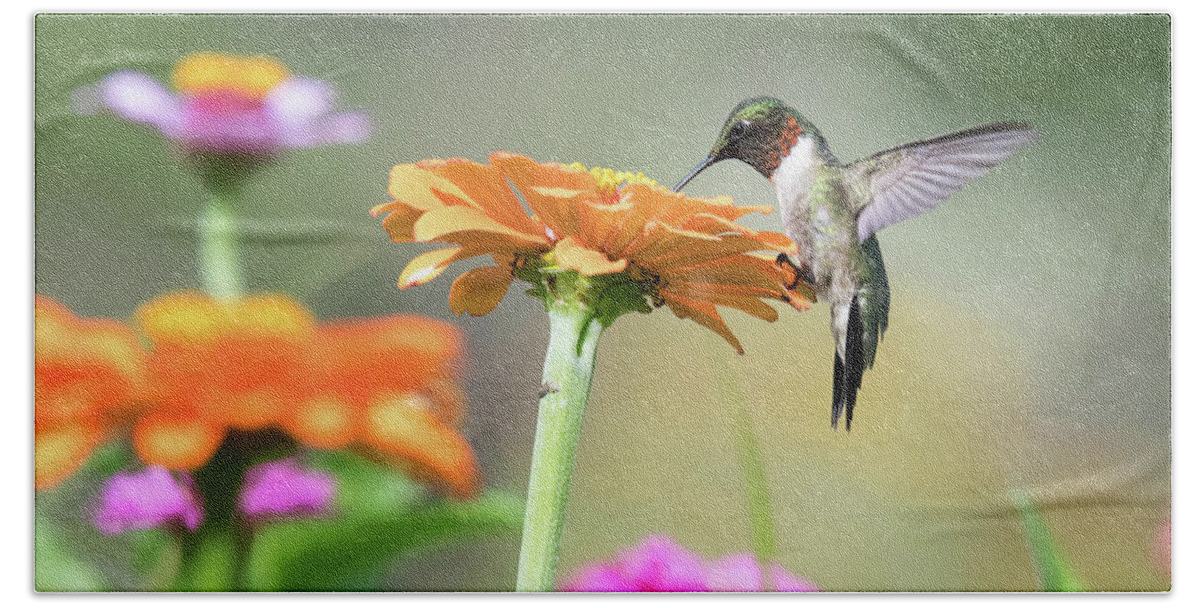 Ruby Throated Hummingbird Hand Towel featuring the photograph Little Bird Big Appetite by Linda Shannon Morgan
