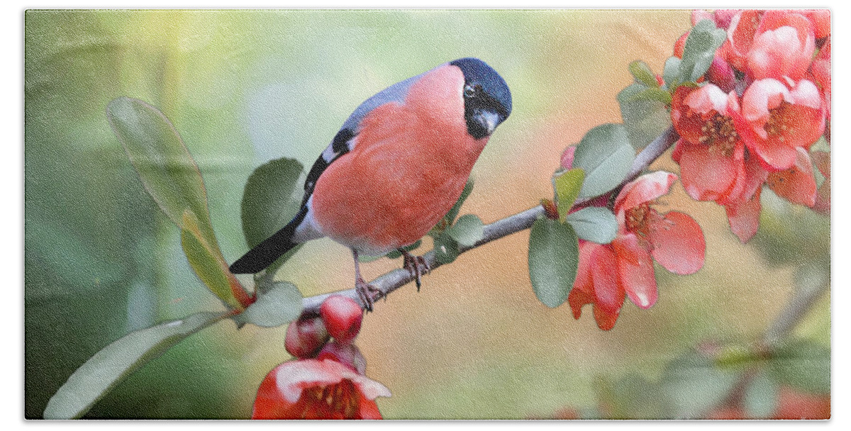 Bull Finch Bath Towel featuring the mixed media Little Bull Finch on Quince Blossom by Morag Bates