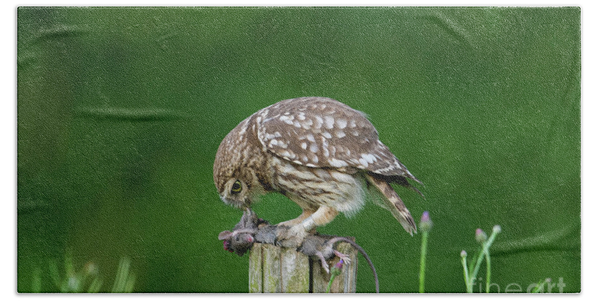 Little Owl Bath Towel featuring the photograph Little Owl Eating Mouse by Arterra Picture Library