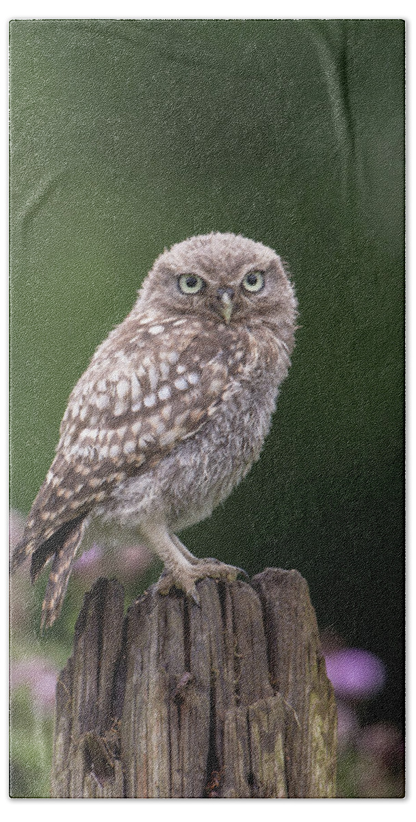 Little Bath Towel featuring the photograph Little Owlet In The Rain by Pete Walkden