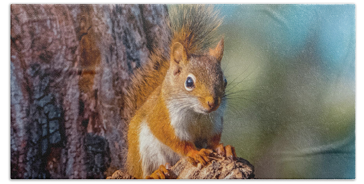 Squirrel Bath Towel featuring the photograph Little squirrel 2 by Lilia S