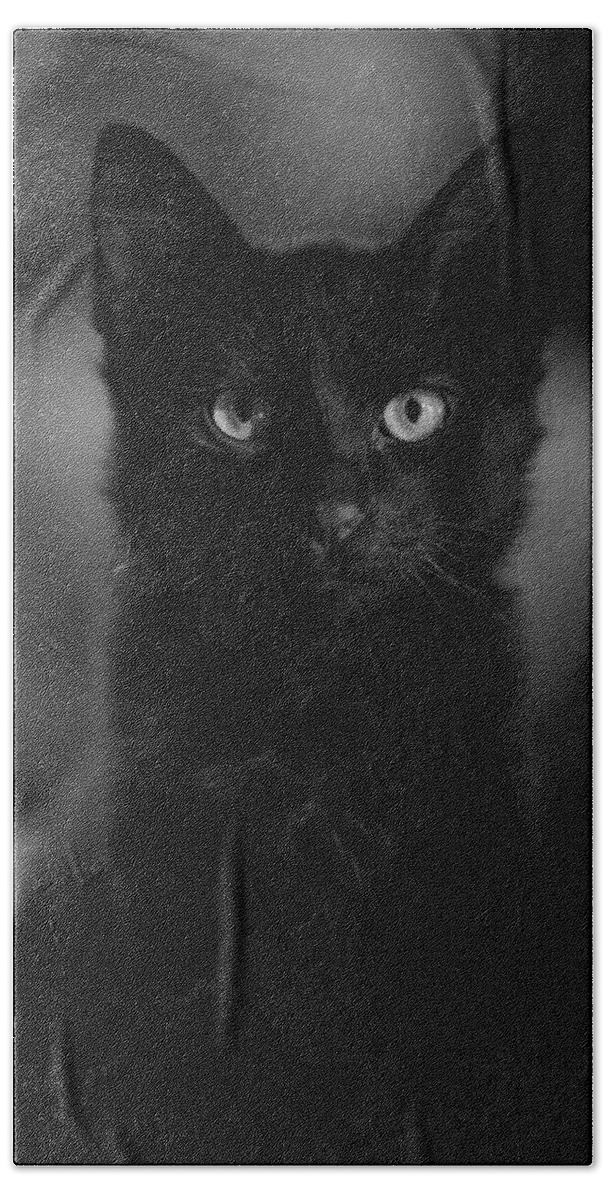 Cat Bath Towel featuring the photograph Loki by DArcy Evans