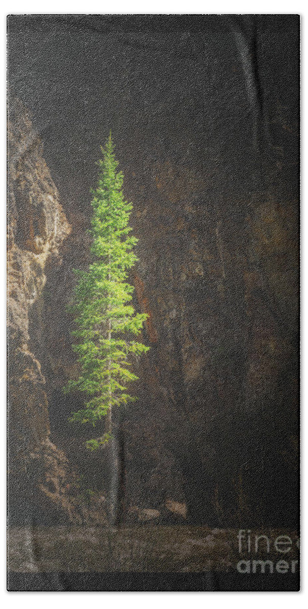 Lonely Pine Tree Bath Towel featuring the photograph Lonely Pine Tree by Imagery by Charly
