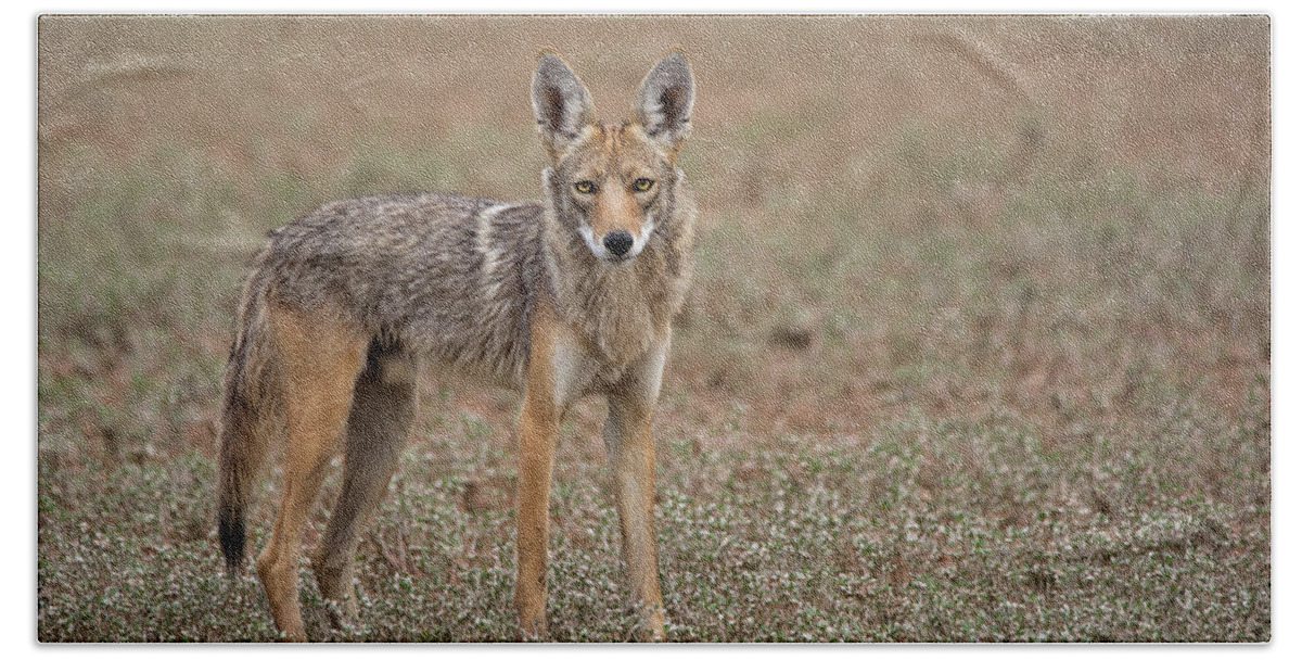 Coyote Hand Towel featuring the photograph Lonesome Coyote by Sue Cullumber