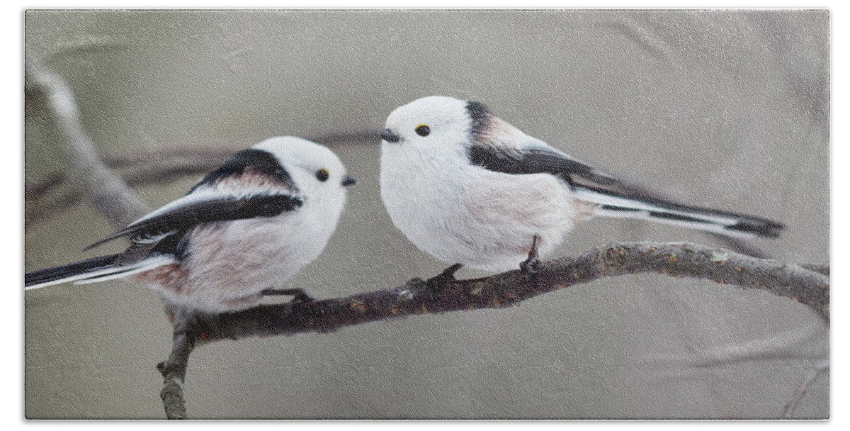 Finland Bath Towel featuring the photograph Long-tailed bushtit panoramic twins by Jouko Lehto